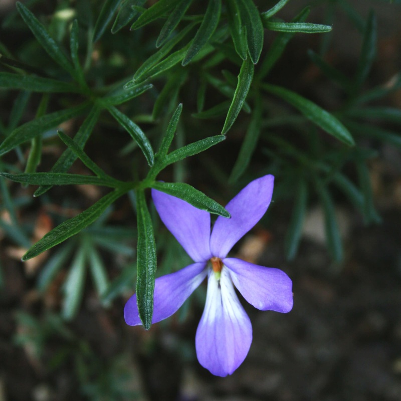 Viola pedata Bird’s Foot Violet