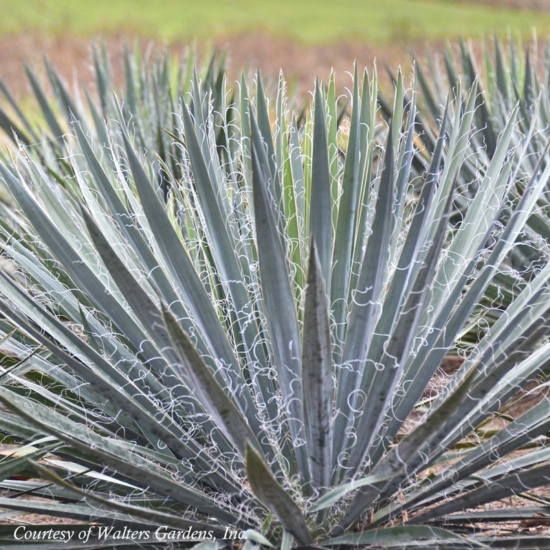 Yucca filamentosa ‘Excalibur’ Adam’s Needle