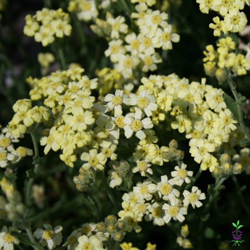 Achillea tomentosa ‘King Edward’ Yarrow