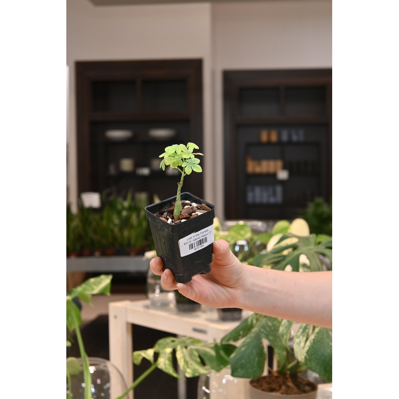Adenia Glauca|3″