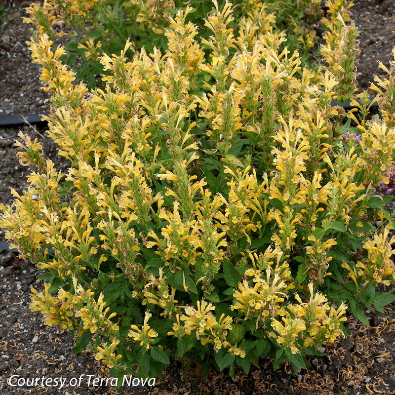 Agastache ‘Poquito Butter Yellow’ Hummingbird Mint