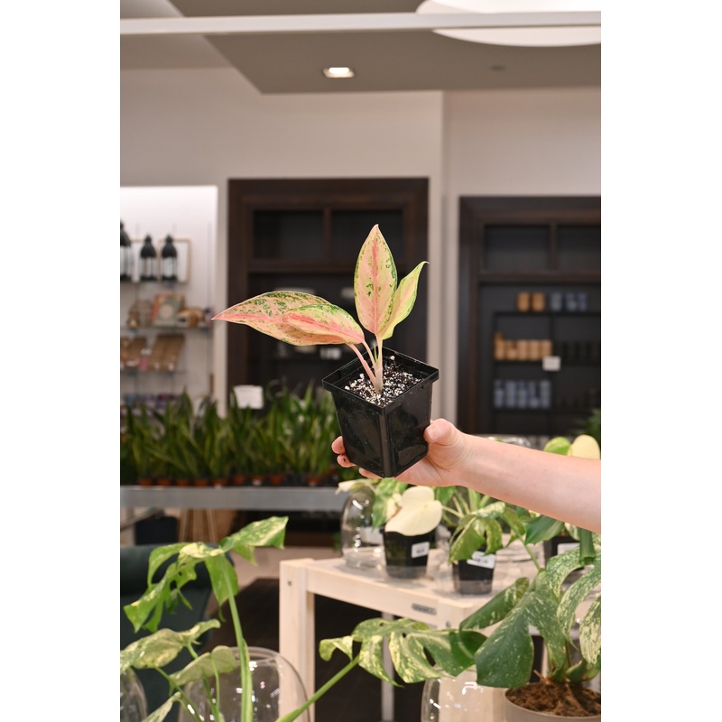 Aglaonema Aladin|4″