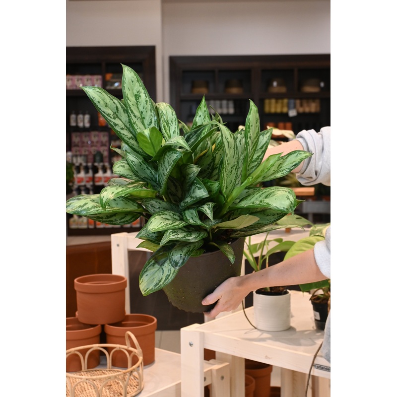 Aglaonema ‘Maria Christina’