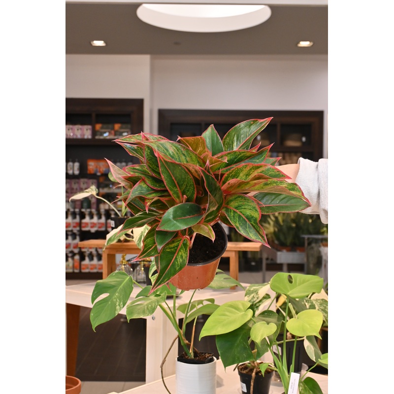 Aglaonema Red Creta