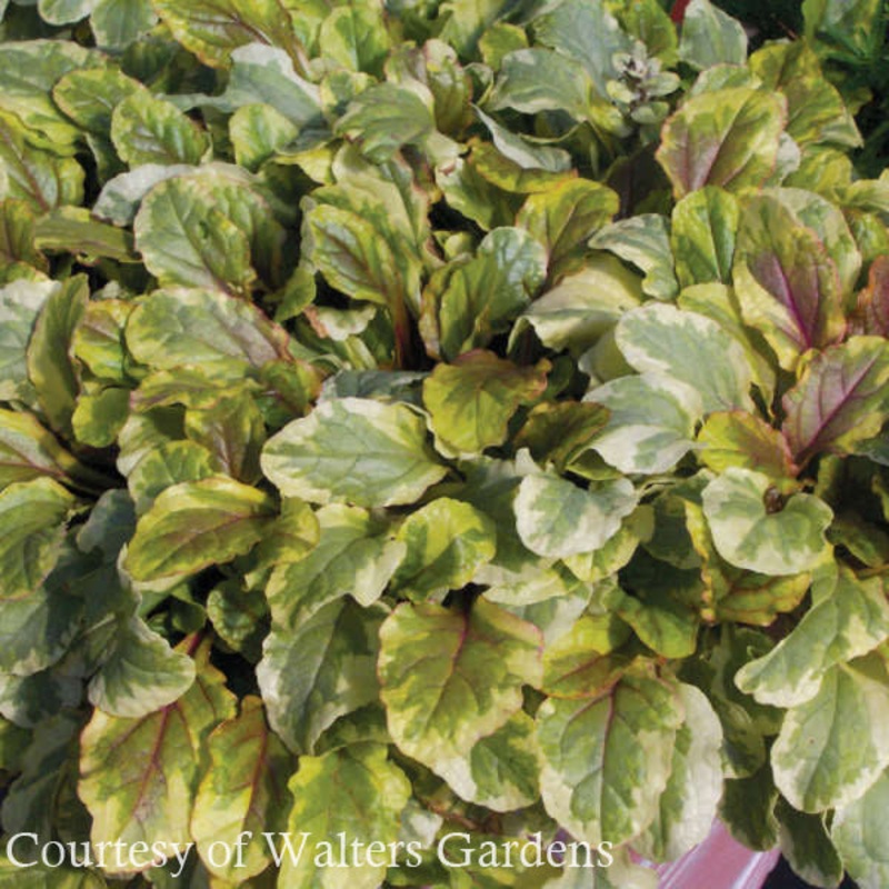 Ajuga reptans ‘Golden Glow’ Bugleweed