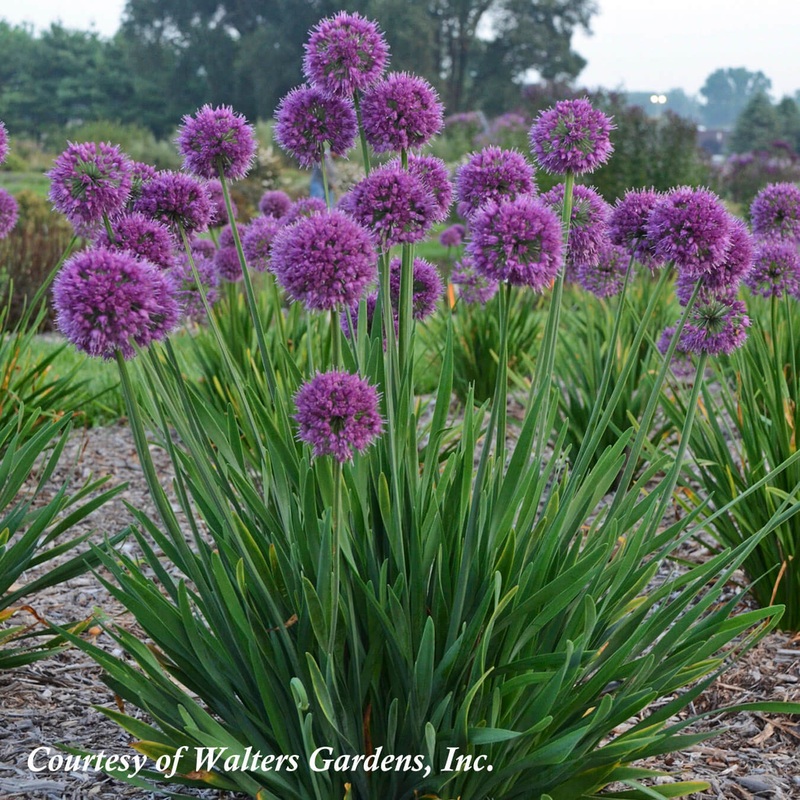 Allium ‘Lavender Bubbles’ Ornamental Onion