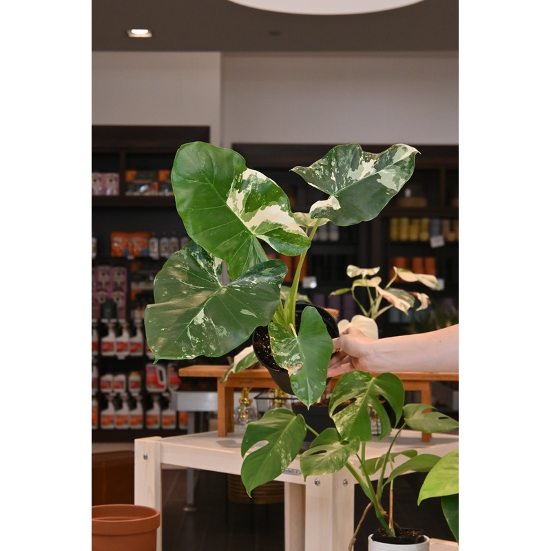 Alocasia Appaloose Gold
