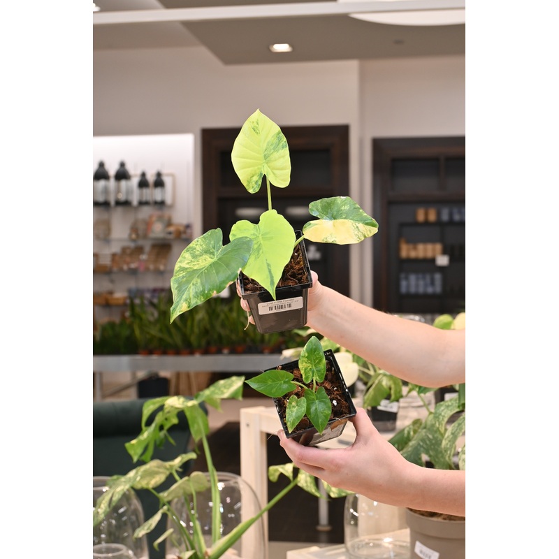 Alocasia Odora Aurea|3/4″
