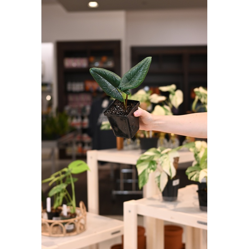 Alocasia Scalprum|4″