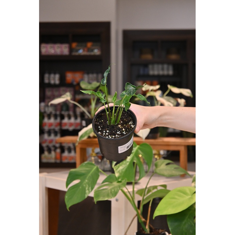 Alocasia Teletubbies