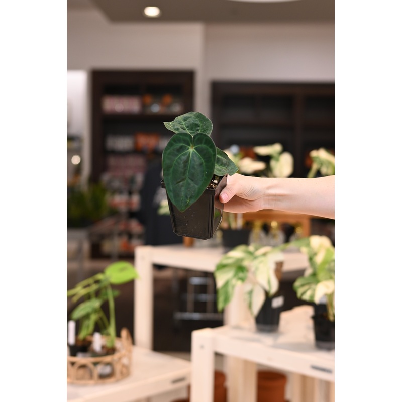 Anthurium (AOS dark x BVEP) x Carlablackiae Wu1