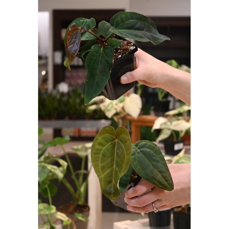 Anthurium Chocolate Crystal Wu1 x papillilaminum Wu8