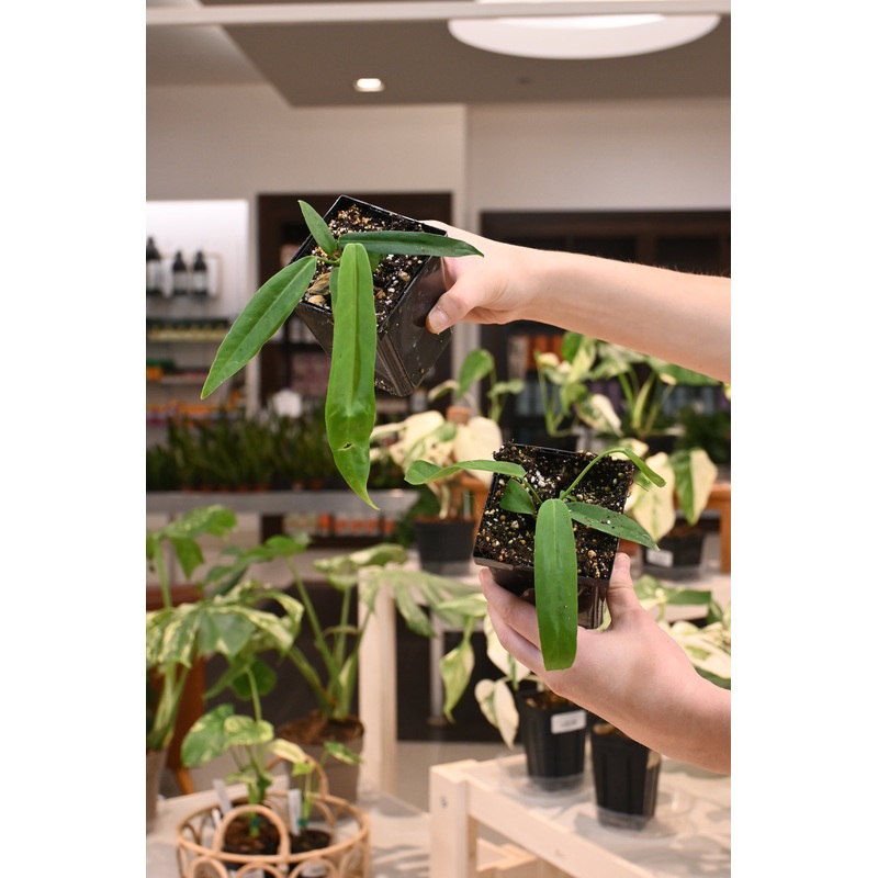 Anthurium Pallidiflorum Narrow x Regular