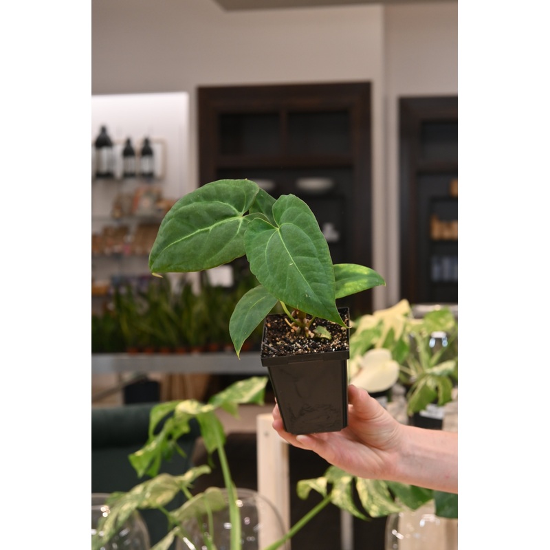 Anthurium Papillilaminum Ori|4″