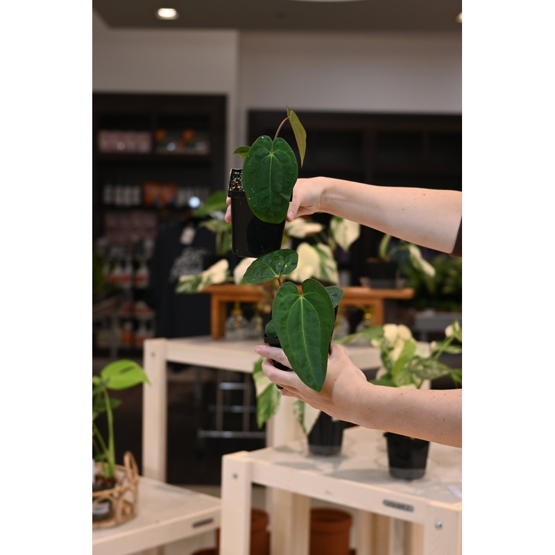 Anthurium Papillilaminum Wu8 x Carlablackiae Wu3