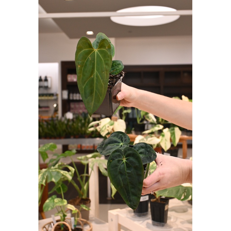 Anthurium Papillilaminum Wu9 x Carlabalckiae Wu2