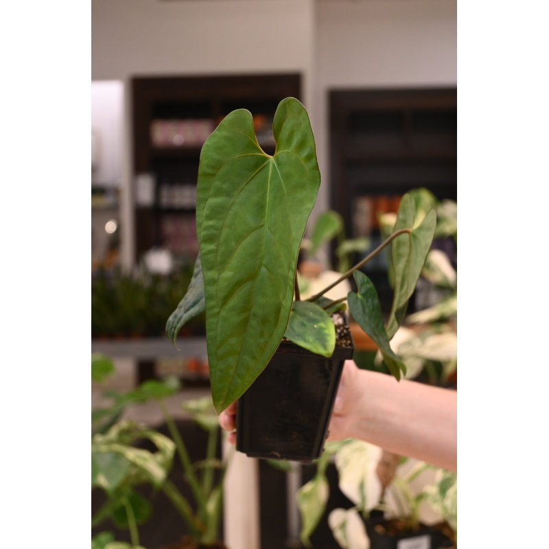 Anthurium Papillilaminum Wu9 x Voldemort