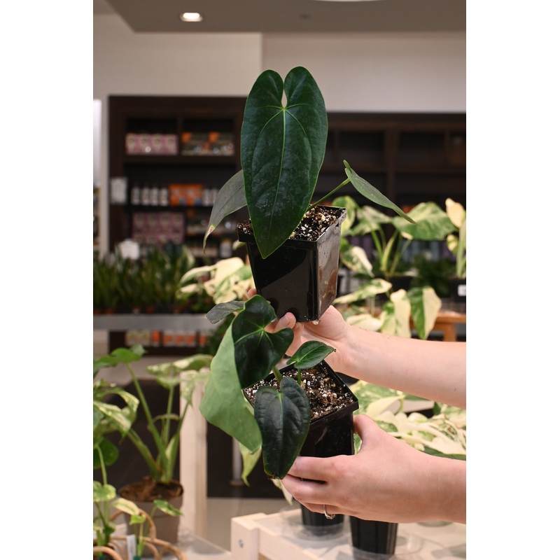 Anthurium (Regale x Magnificum Verde) x ‘Gigi’