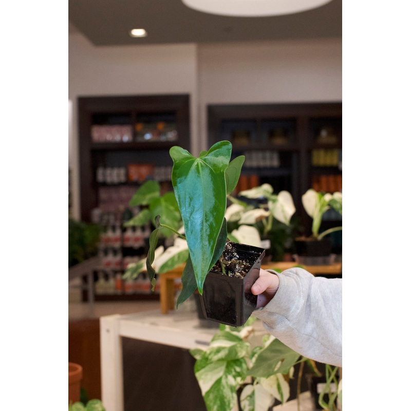 Anthurium (Regale x Magnificum Verde) x Nigrolaminum ‘Gigi’