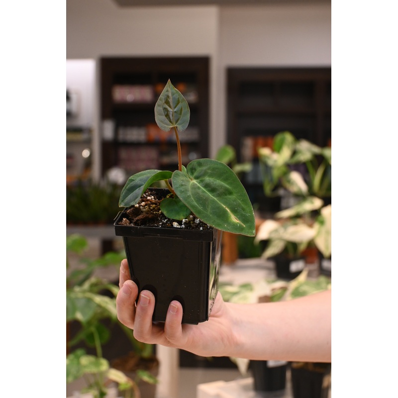 Anthurium Variegated Crystal Mag x Carlablackiae Wu2