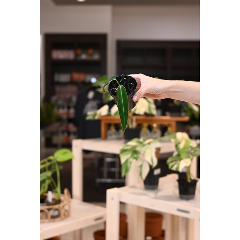 Anthurium Warocqueanum ‘Dark Form’