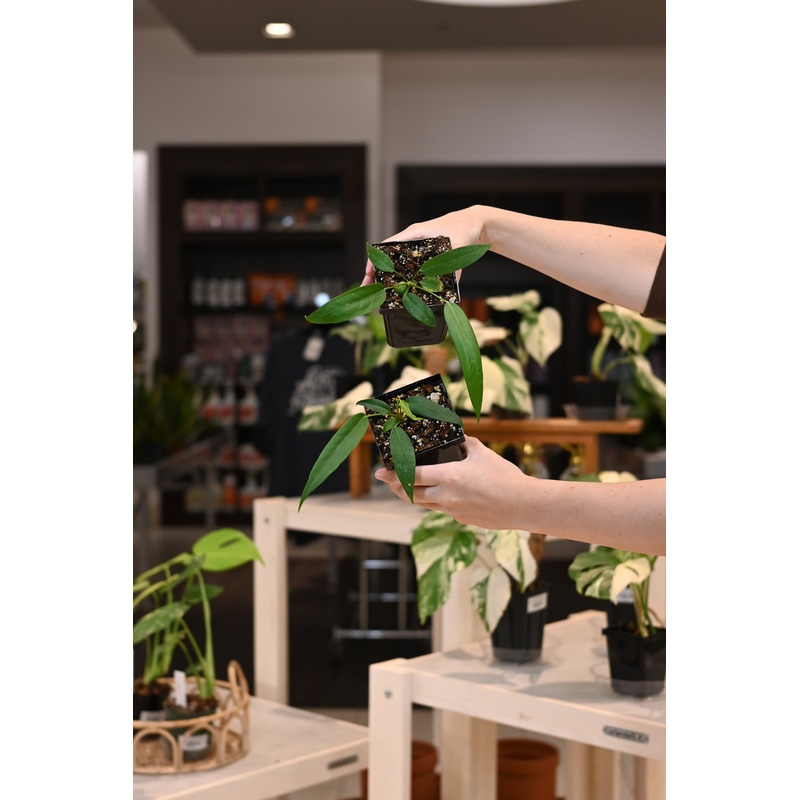 Anthurium Wendlingeri Narrow|4