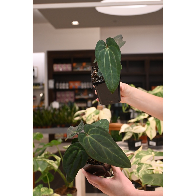 Anthurium Wuhoo’s First Night x (Besseae aff x carlablackiae)