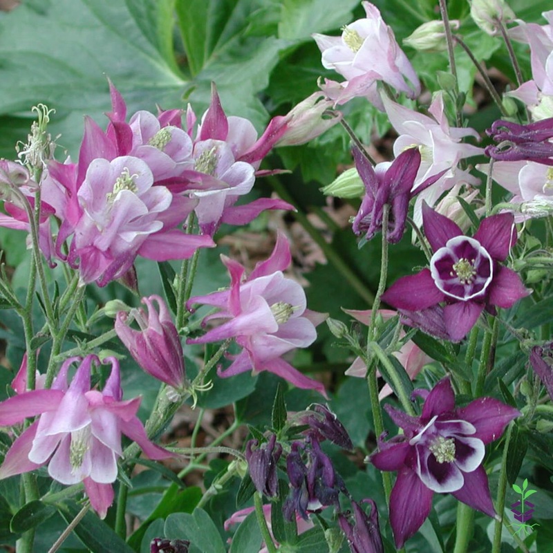 Aquilegia ‘Biedermeier’ Columbine