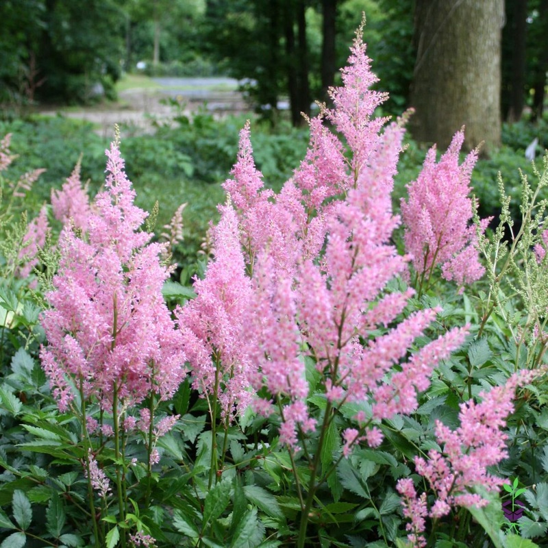 Astilbe ‘Little Vision in Pink’ False Spirea