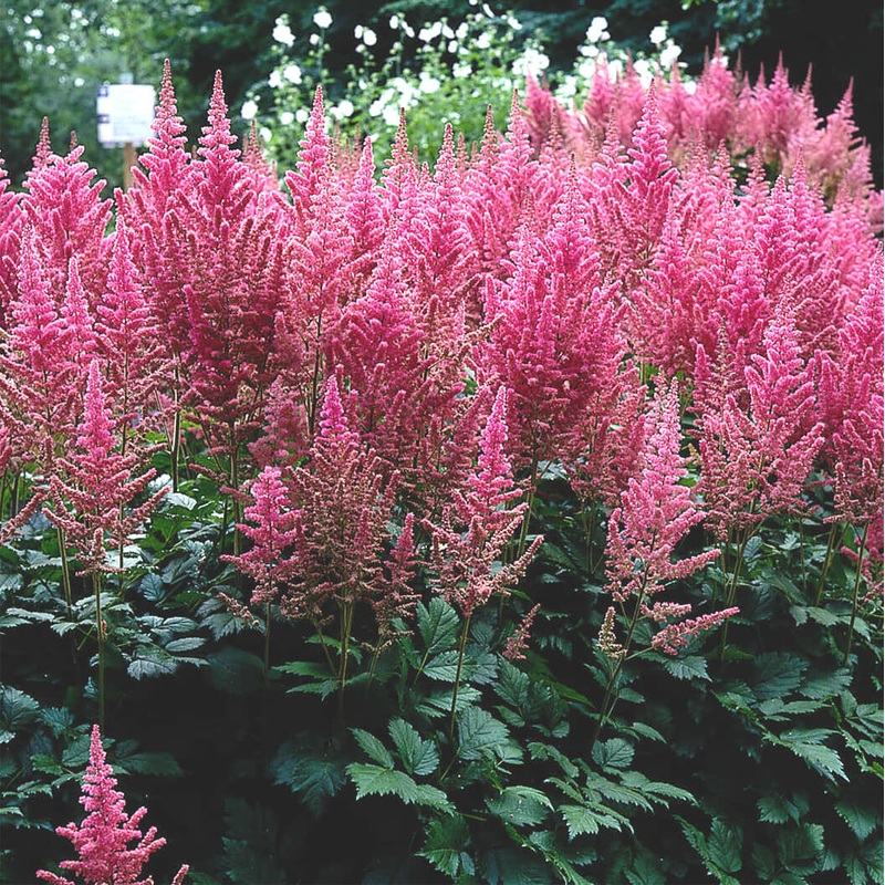 Astilbe ‘Visions in Pink’ False Spirea