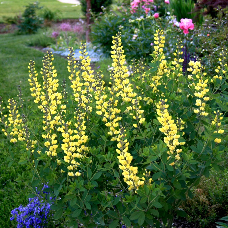 Baptisia x minor ‘Lemon Meringue’ False Indigo