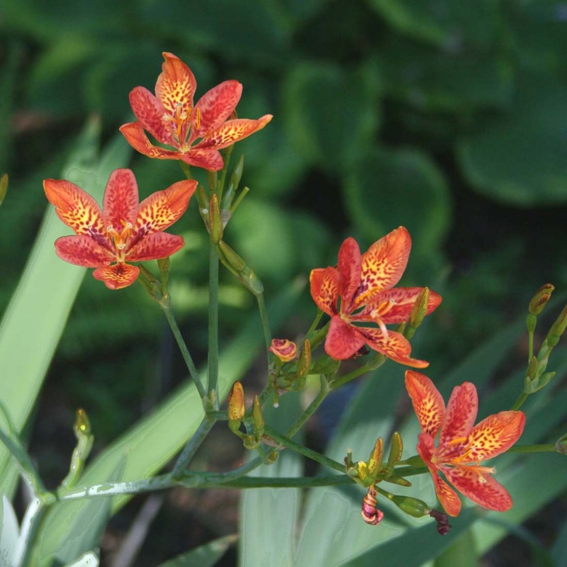 Belamcanda chinensis Blackberry Lily