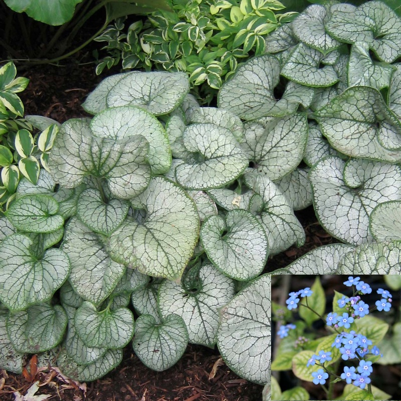 Brunnera macrophylla ‘Jack Frost’ Bugloss