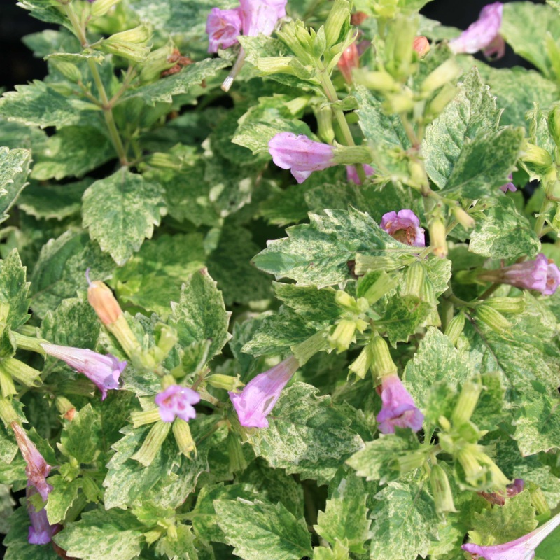 Calamintha grandiflora ‘Variegata’ Calamint