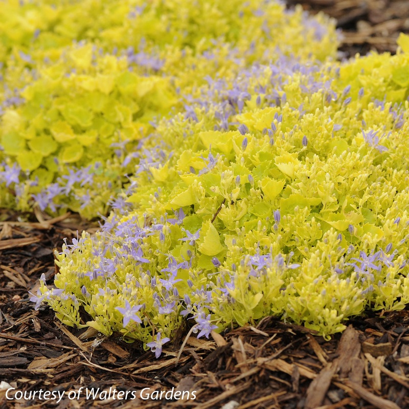 Campanula garganica ‘Dickson’s Gold’ Bellflower