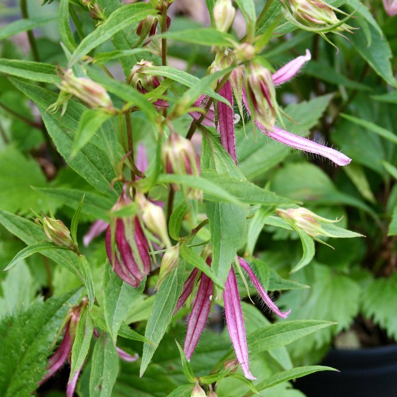Campanula ‘Pink Octopus’ Bellflower