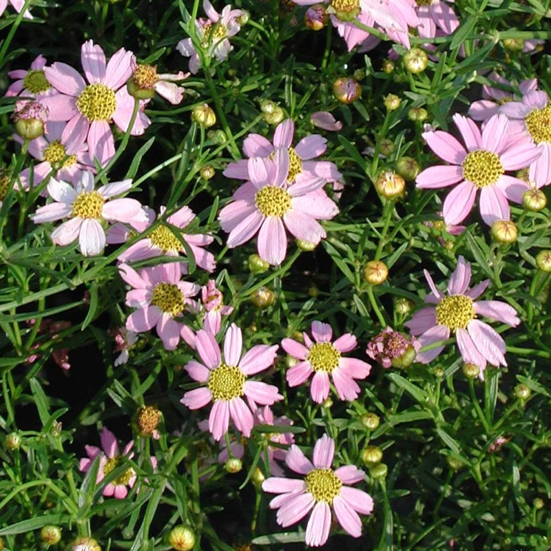 Coreopsis rosea ‘American Dream’ Threadleaf Tickseed