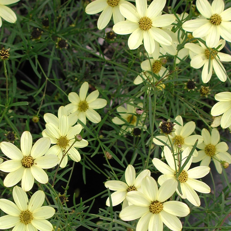 Coreopsis verticillata ‘Moonbeam’ Threadleaf Tickseed