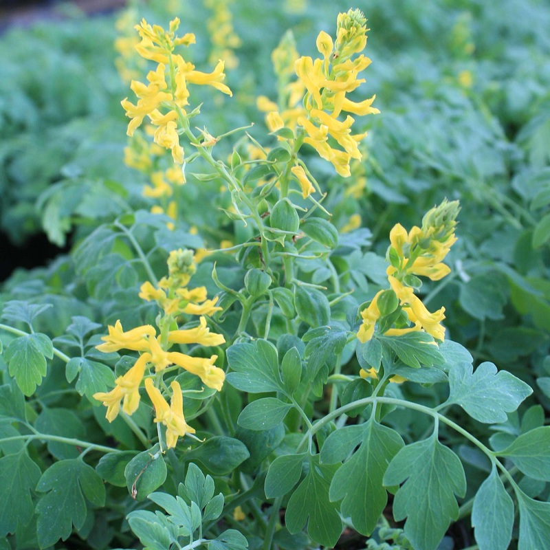 Corydalis ‘Canary Feathers’ False Bleeding Heart
