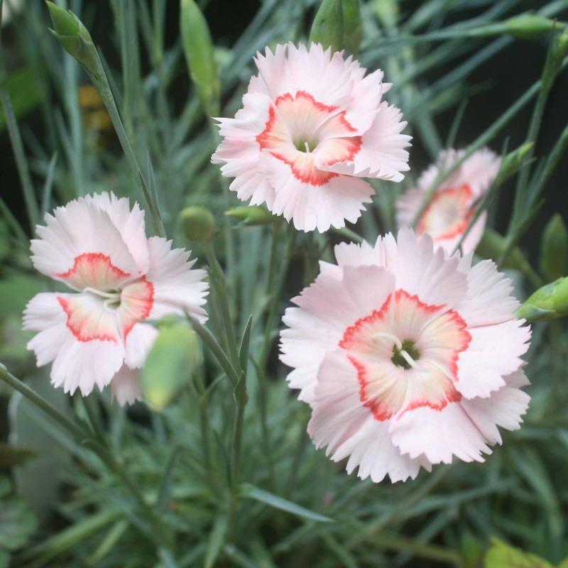 Dianthus ‘Georgia Peach Pie’ Pinks