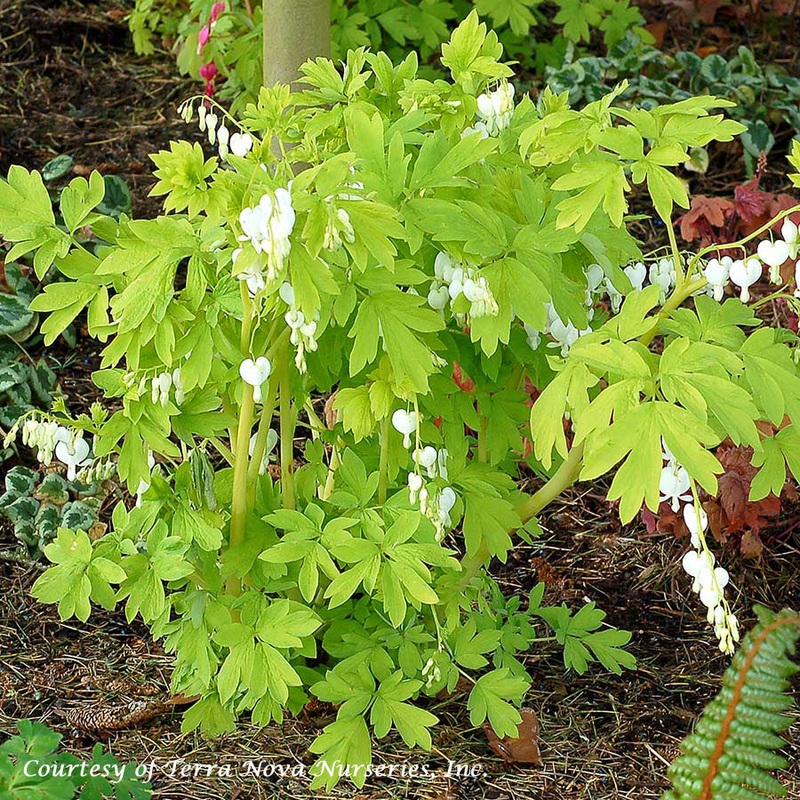 Dicentra spectabilis ‘White Gold’ Bleeding Heart