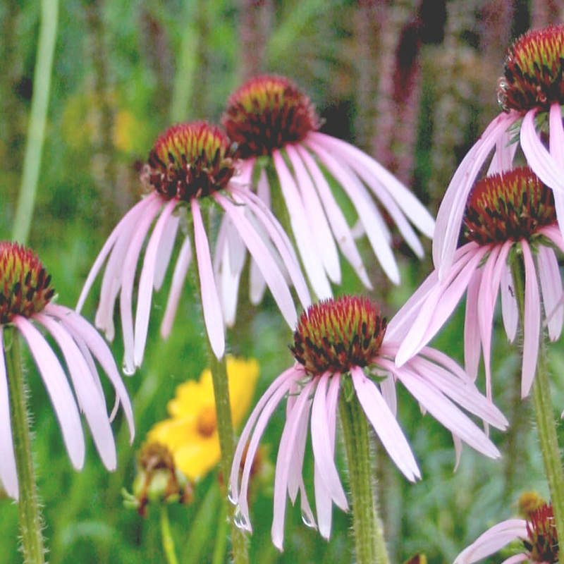 Echinacea pallida ‘Hula Dancer’ Coneflower