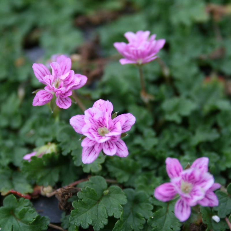 Erodium reichardii ‘Flore Pleno’ Alpine Geranium