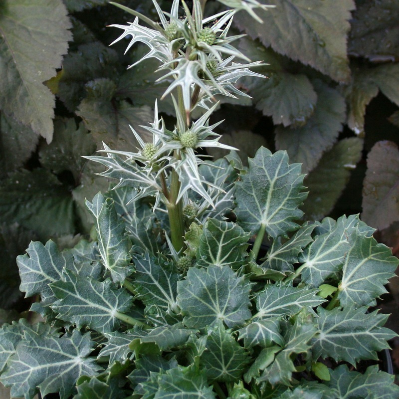 Eryngium varifolium Sea Holly|1 Quart