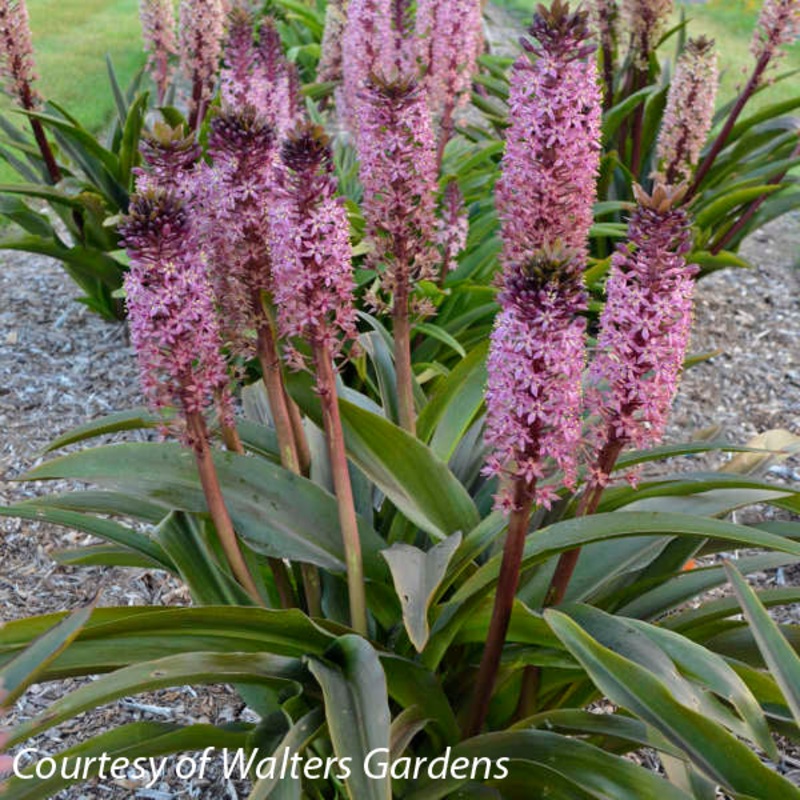 Eucomis ‘African Night’ Pineapple Lily