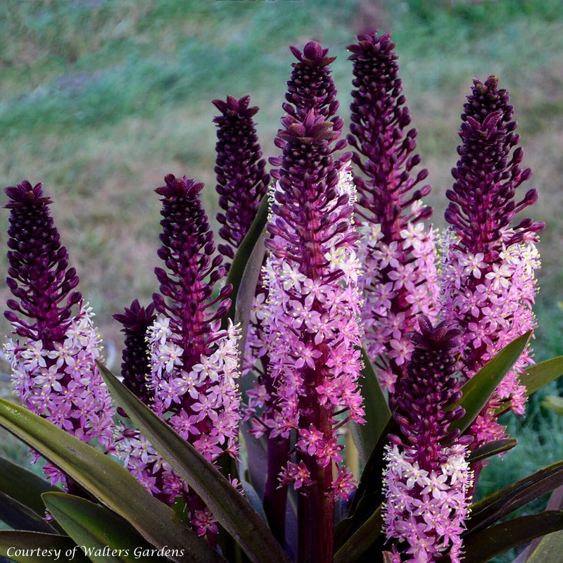 Eucomis comosa ‘Safari Adventure’ Pineapple Lily