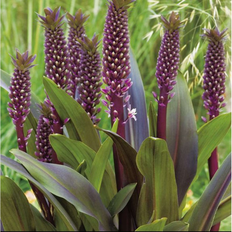 Eucomis ‘Sparkling Burgundy’ Pineapple Lily