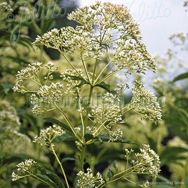 Eupatorium (Eutrochium) fistulosum ‘Ivory Towers’ Joe Pye Weed