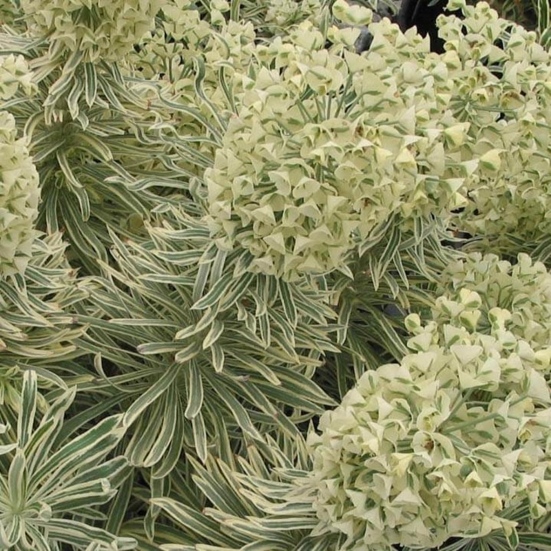 Euphorbia characias ‘Tasmanian Tiger’ Spurge