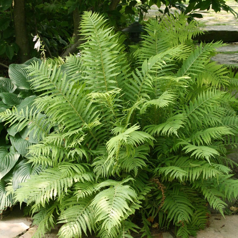 Fern Ostrich Matteuccia struthiopteris ‘The King’